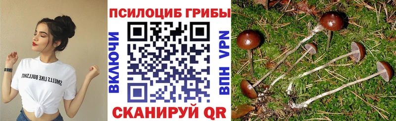 Псилоцибиновые грибы Cubensis  Бирюсинск 